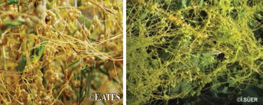 Küsküt ve Küsküt ile bulaşık akasya fidanı